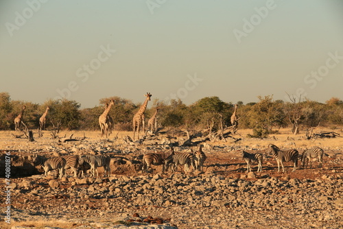 many wildlife animals at a waterhole in Etosha NP