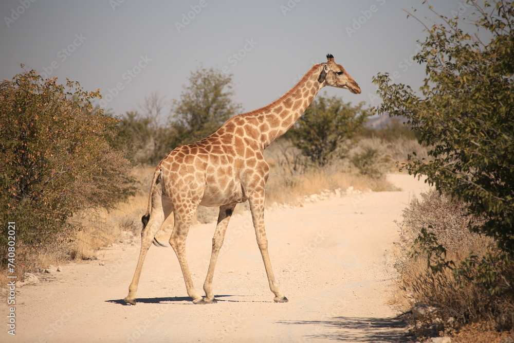 Obraz premium a single giraffe crosses a gravel road in Etosha NP