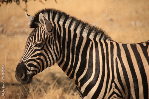 portrait of a zebra in Etosha NP