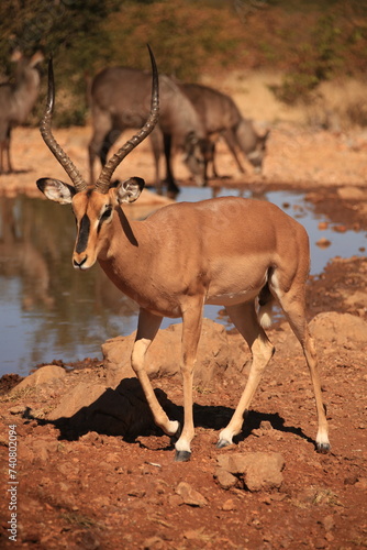 a single male impala antelope at a waterhole in Etosha NP