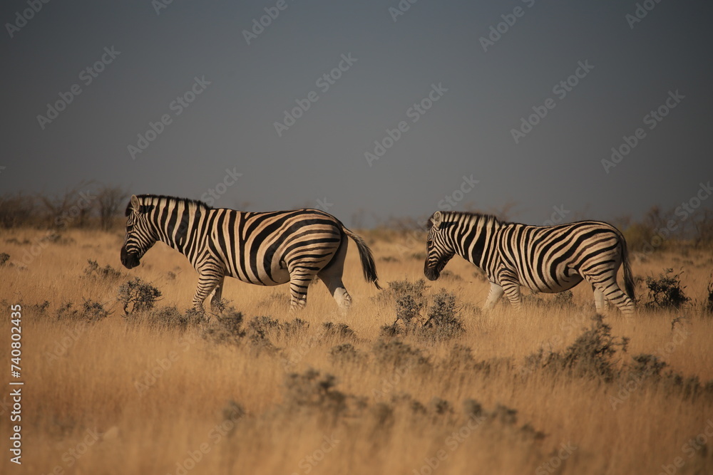 Obraz premium a zebra in Etosha NP