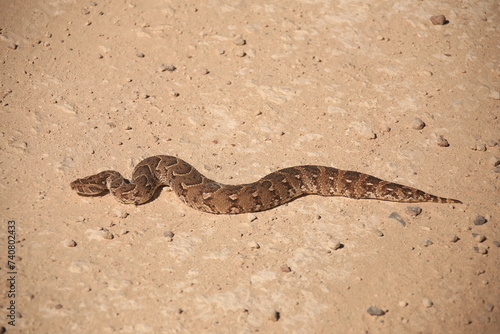 a puff adder on a gravel road in Etosha NP