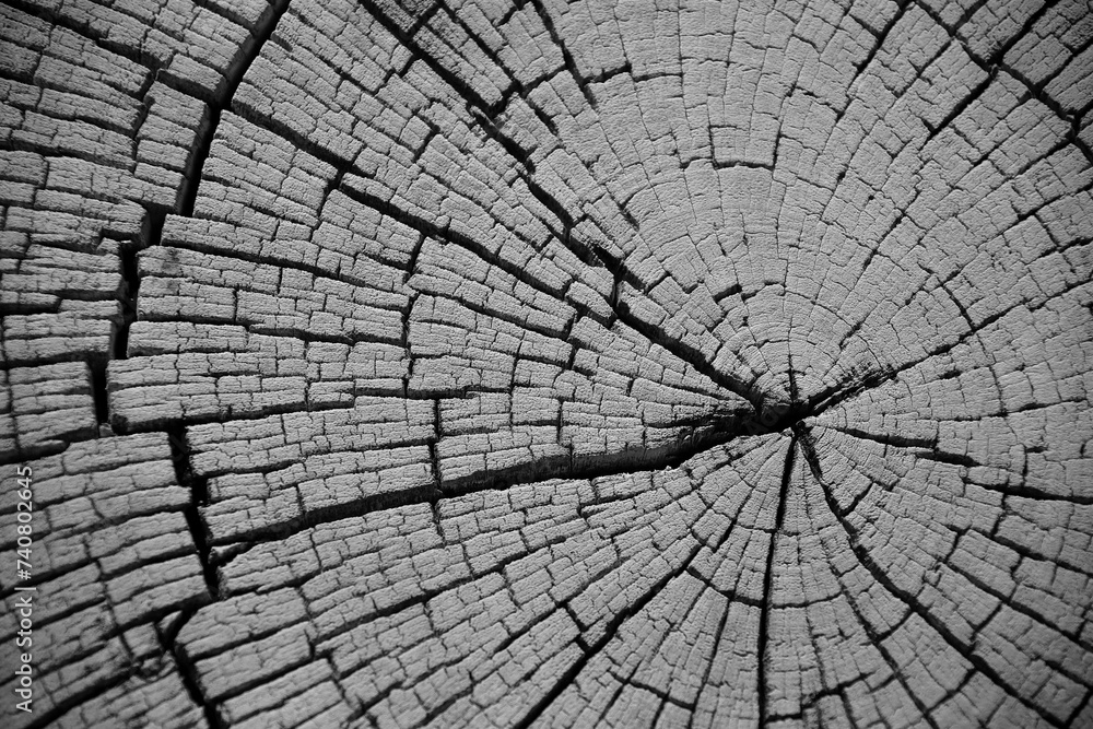 Obraz premium close-up picture of a cross section of a wooden trunk with many cracks