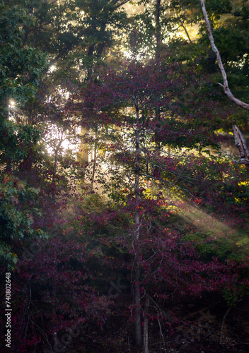 sun rays in the forest