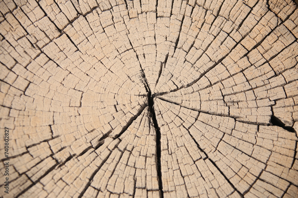 Fototapeta premium close-up picture of a cross section of a wooden trunk with many cracks