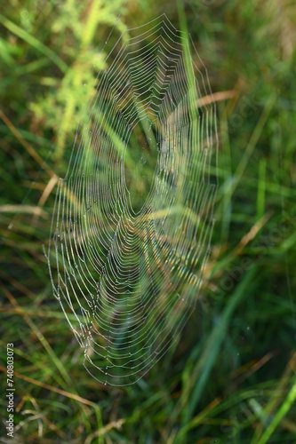 Beautiful image of a spiral web on a green meadow. Shallow depth of field.