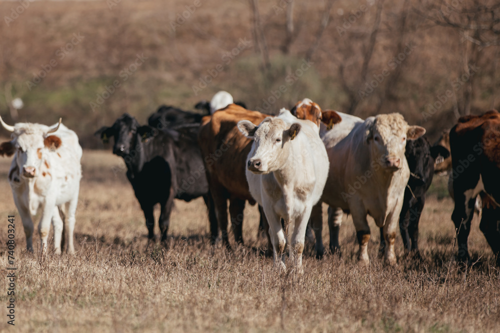 Cattle in a large field in Alabama.
