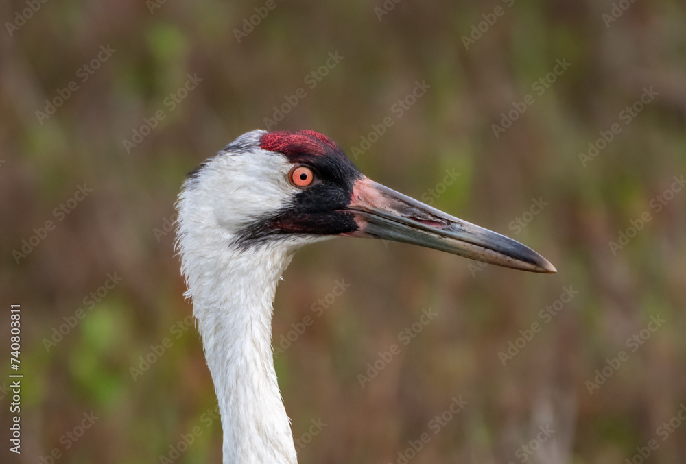 A Whooping Crane Close Up Profile