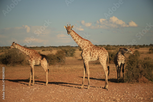 three giraffes in Namibia