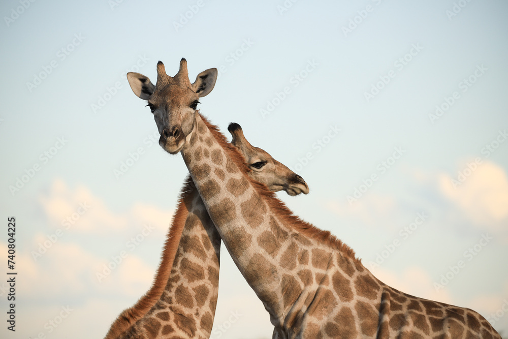 Fototapeta premium portrait image of two giraffes in Namibia