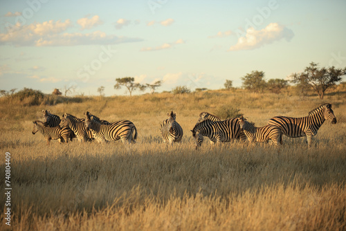 Tableau sur toile a herd of zebras in the kalahari desert
