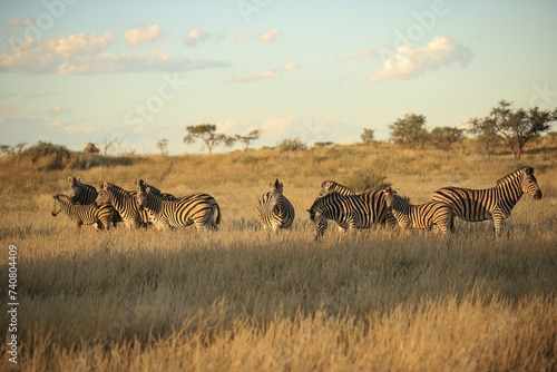 a herd of zebras in the kalahari desert