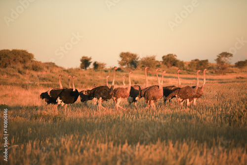 a group of ostriches at sunset