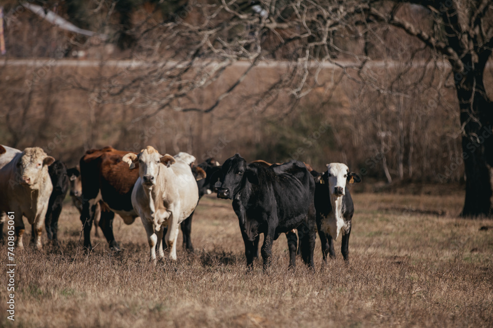 Large Cattle on a Farm in rural Alabama. Large Cattle on a Farm in rural Alabama.