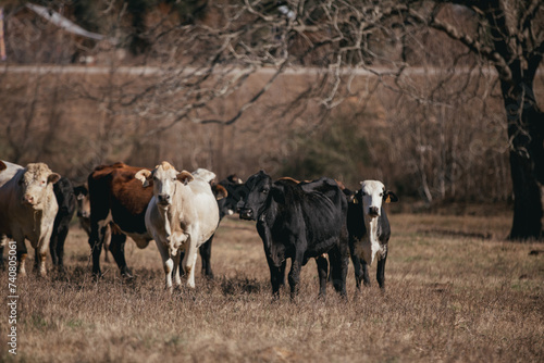 Large Cattle on a Farm in rural Alabama.