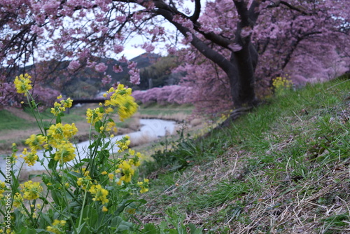 桜花と風に揺れる菜の花 photo