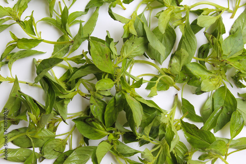 Background texture of Ocimum africanum leaves  called as Daun Kemangi in Indonesia. Eaten raw as a food condiment