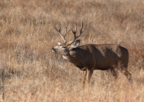 A Mule Deer Buck Picking up a Scent during the Fall Rut