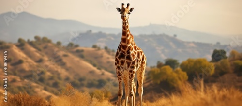 Giraffe standing on grassland background © GoDress