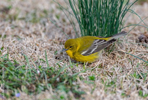 A Beautiful Pine Warbler Foraging for Food on the Cround photo