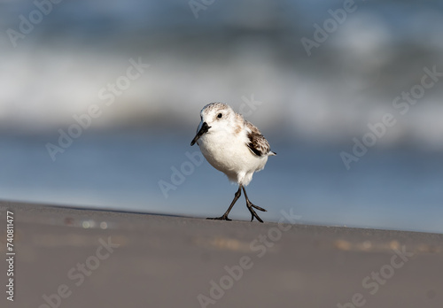 A Tiny Sanderling at the Beach photo