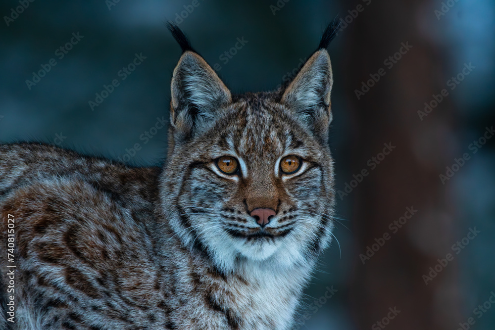 Naklejka premium Luchs