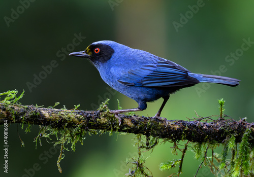 Beautiful Masked Flowerpiercer Perched on branch