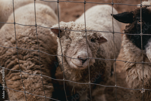 A one-eyed sheep at a rescue farm in Florida.