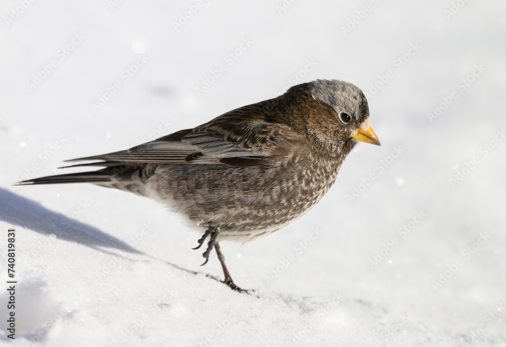 A Gray-crowned Rosy-finch Foraging in Fresh Snow A Gray-crowned Rosy-finch Foraging in Fresh Snow