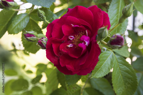 blooming red rose on a branch with green leaves and buds