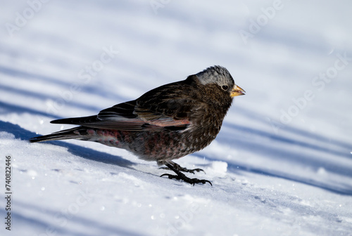 Black Rosy Finch Foraging in the Snow