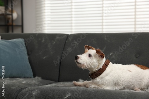 Cute dog lying on sofa with pet hair at home