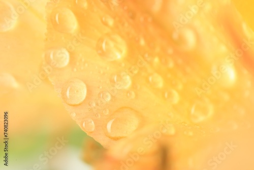 Beautiful flower with water drops on blurred background, macro view