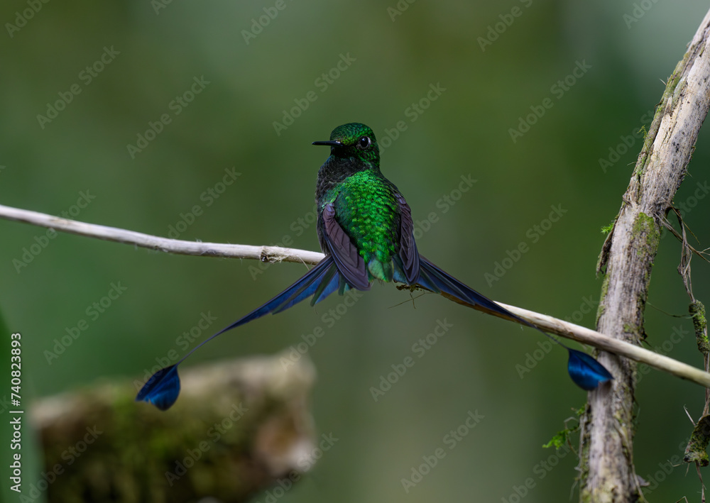 Fototapeta premium The Brilliant White-booted racket-tail in Flight