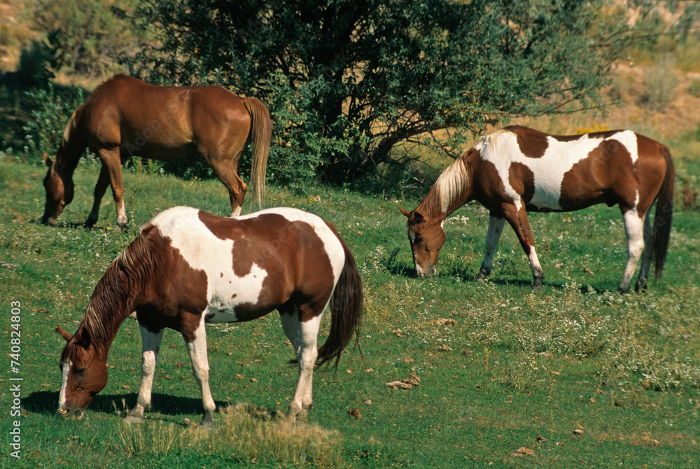 Chevaux , Cheval, race Pinto, Parc National du Grand Téton, Wyoming, USA Chevaux , Cheval, race Pinto, Parc National du Grand Téton, Wyoming, USA