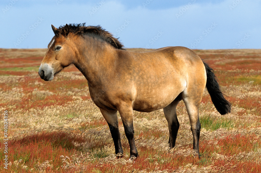 Cheval, Iles Falkland, Malouines Cheval, Iles Falkland, Malouines
