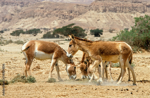 Ane sauvage de Somalie, Equus africanus somaliensis, Afar