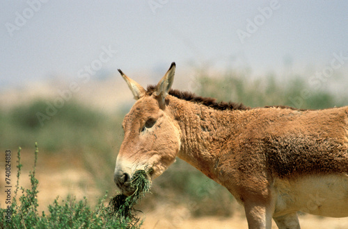 Ane sauvage de Somalie, Equus africanus somaliensis, Afar photo
