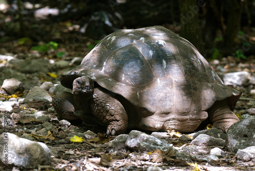 Tortue géante d'Aldabra; Geochelone gigantea; réserve naturelle; Ile de Cousin; Seychelles