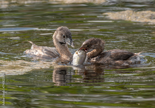 A Pied-billed Grebe Teaching Juvenile how to Fish and Eat