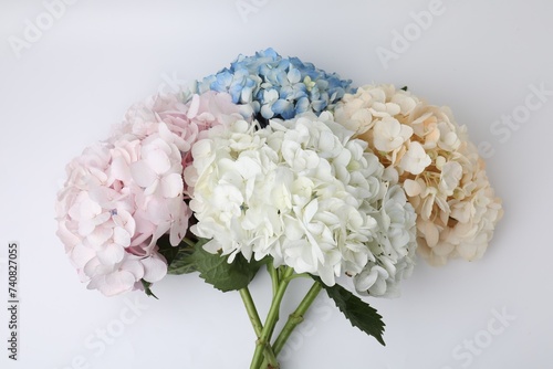 Beautiful pastel hydrangea flowers on white background  top view