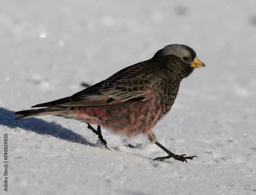 A Black Rosy Finch on a Sunny Winter Morning A Black Rosy Finch on a Sunny Winter Morning