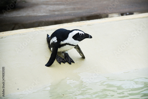 Penguin in an oceanarium on an artificial enclosure. A marine animal in captivity. photo