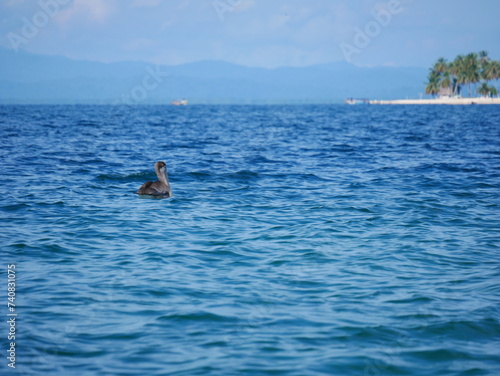 Pelican floating through the caribbean sea with the blue ocean as background in the San Blas archipelago in Panama