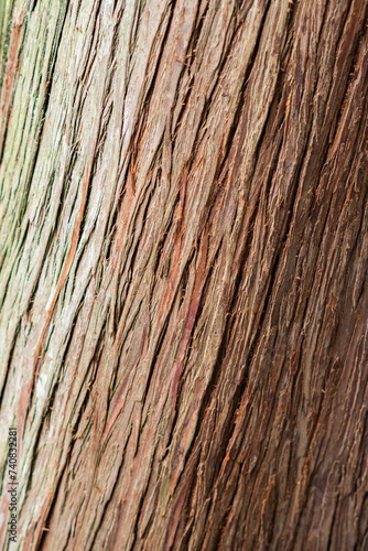 Texture of tree bark, close-up on the structure. Selective focus on tree bark.