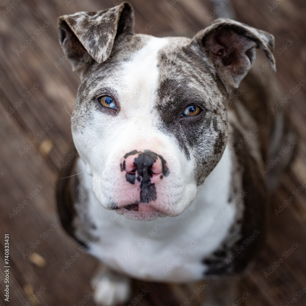 portrait of a dog portrait of a dog