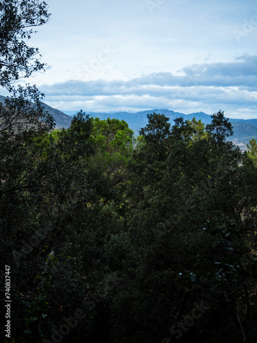 imagen paisaje naturaleza cpn árboles verdes y el cilo azul con nubes 