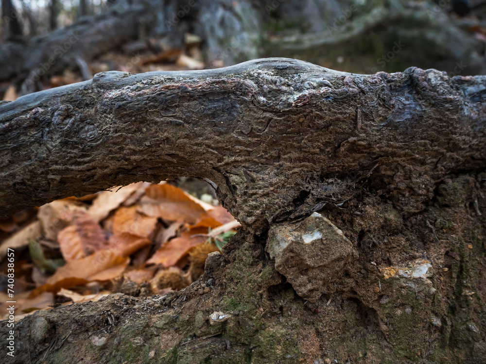 Obraz premium imagen detalle rama de un árbol con hojas secas 