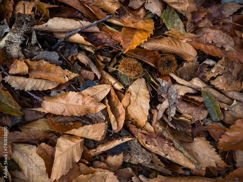 imagen detalle textura suelo de hojas secas otoñales 