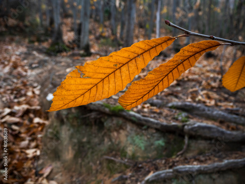 imagen detalle hojas secas en la rama con el bosque de fondo 